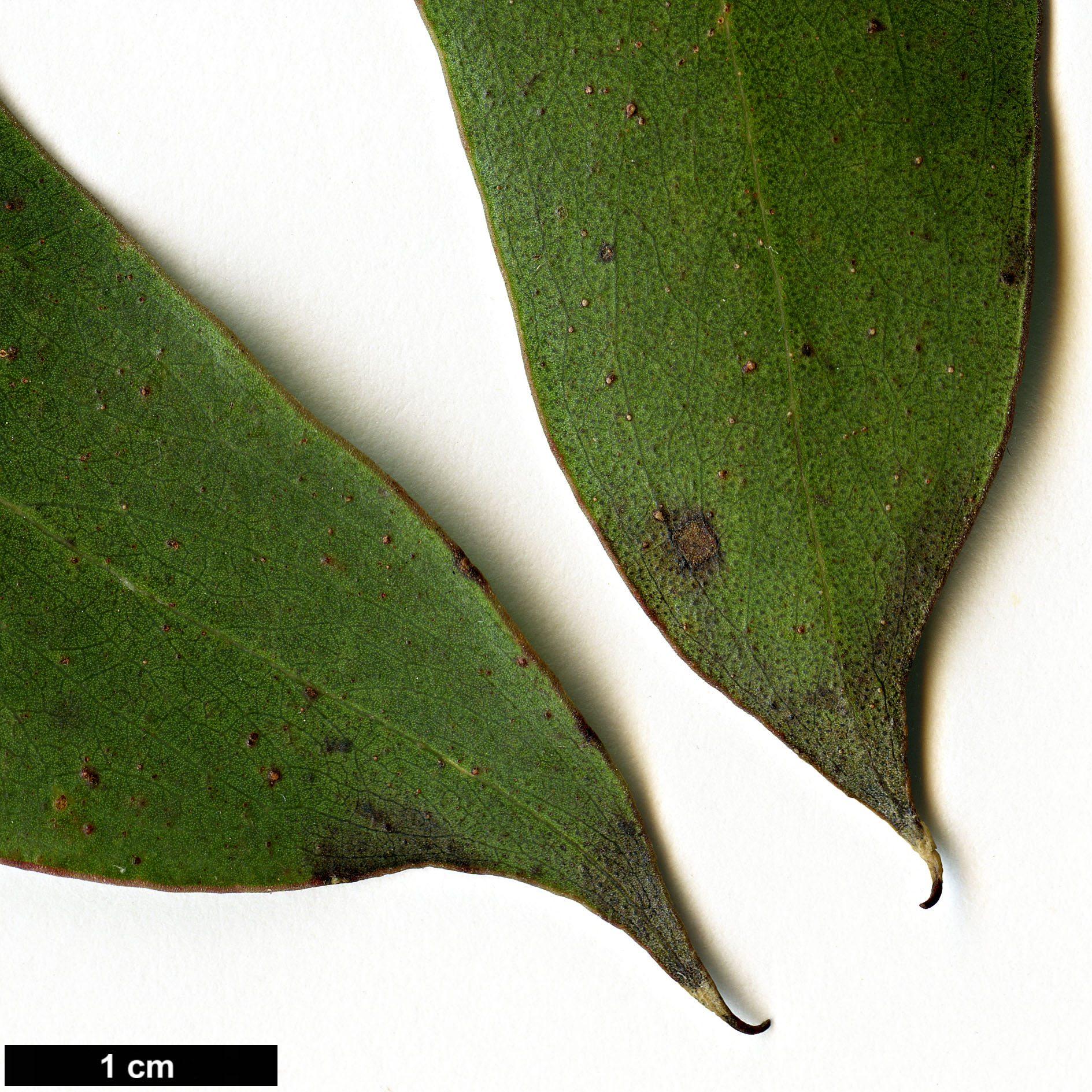 High resolution image: Family: Myrtaceae - Genus: Eucalyptus - Taxon: delegatensis - SpeciesSub: subsp. tasmaniensis